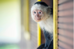 Capuchin monkey on Gorgona island, Colombia