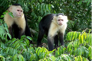 Capuchin monkeys, Gatun Lakes, Panama Canal