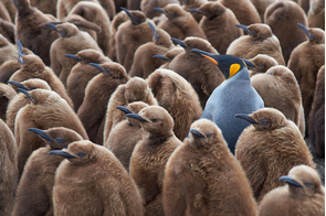 King penguin chicks at Volunteer Point, Falkland Islands