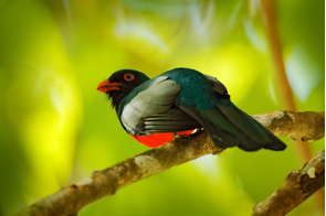 Slaty-tailed trogon in Corcovado National Park, Costa Rica