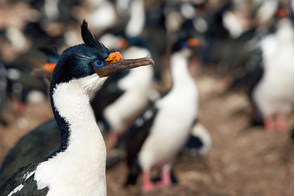 Imperial shag on Bleaker Island, Falkland Islands