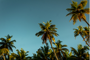 Palm trees on Alphonse Atoll, Seychelles