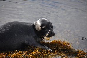 Seal pup in Strangford Lough, Northern Ireland