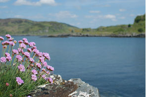 Flowers in Tayvallich, Scotland