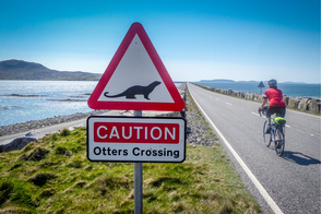 Otter crossing in Berneray, Barra Isles, Scotland