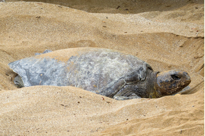 Pacific green turtle on Playa Espumilla, Santiago island, Galapagos