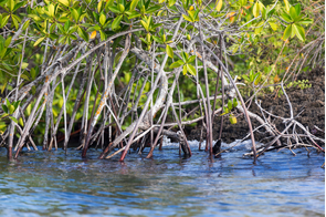 Magrove on Isla Eden, Santa Cruz, Galapagos