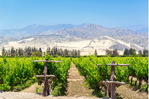 Vineyards in Pisco, Peru