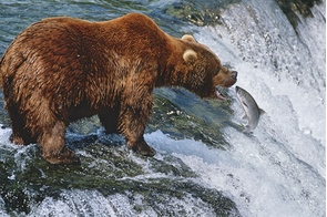 Brown bear in Katmai National Park, Alaska