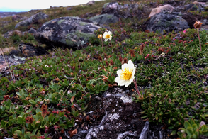 White Arctic dryad in Iqaluit, Nunavut, Canada