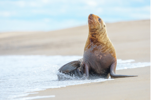 Sea lion on Sakhalin Island, Russia