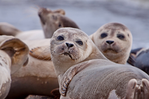 Northern fur seals, Sea of Okhotsk, Russia