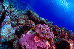 Coral reef off the Lau Islands, Fiji