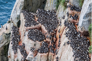 Common murre colony on Chowiet, Semidi Islands, Alaska