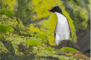 Erect-crested penguin, Bounty Islands, New Zealand