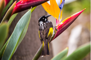 New Holland honeyeater in Port Lincoln, Eyre Peninsula, Australia
