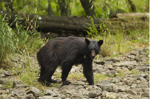 Black bear in Kake, Kuprenof Island, Alaska