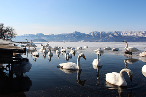 Swan Park Lake, Abashiri, Japan