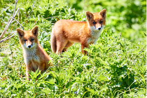 Foxes on Onekotan island, Russia