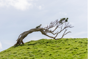 Windswept tree on Chatham Islands, New Zealand