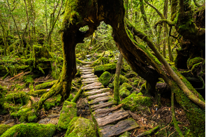 Forest in Yakushima, Japan