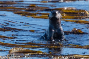 Otter on Shumshu Island, Russia