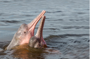Amazon river dolphins, Brazil
