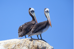 Pelicans on Isla Pan de Azucar, Chile