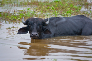 Water buffalo in the Rio Guajara, Pururui, Brazil