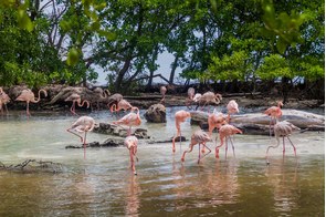 Flamingos on Palma island, San Bernardo archipelago, Colombia