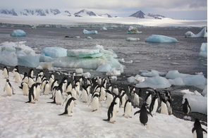 Adelie penguins on Paulet Island, Antarctica