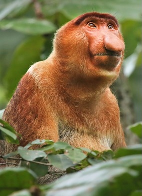 Proboscis monkey on a Borneo expedition cruise