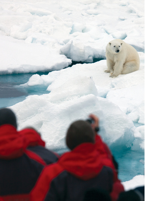 See polar bears in the wild on our pick of the best Arctic cruises