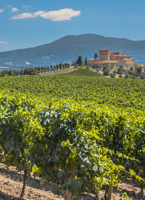 Vineyard near Bordeaux - Read our AmaDolce river cruise review to find out more