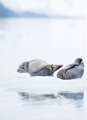 Seals in the Arctic - Read our guide and find out the best time to visit