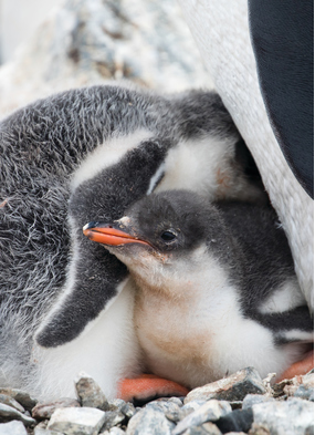 Penguin chicks in Antarctica - be inspired with our selection of books, films and TV shows