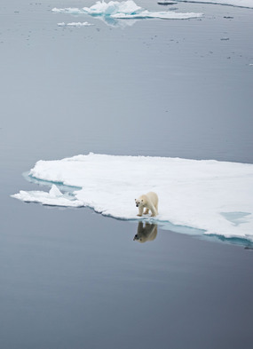 Polar bear spotting on a Quark Expeditions cruise to the Arctic