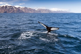 Whale watching in Iceland