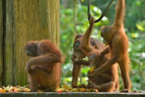Orang utans in Sabah, Borneo