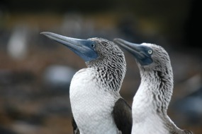 Blue footed boobies in the Galapagos