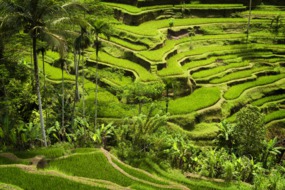 Rice terraces, Ubud