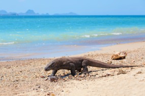 Komodo dragon on the beach
