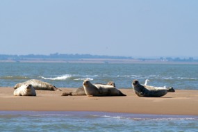 Seals on the beach in Kent