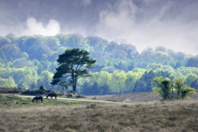 New Forest ponies