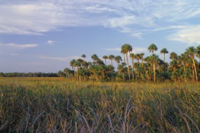 Florida Everglades