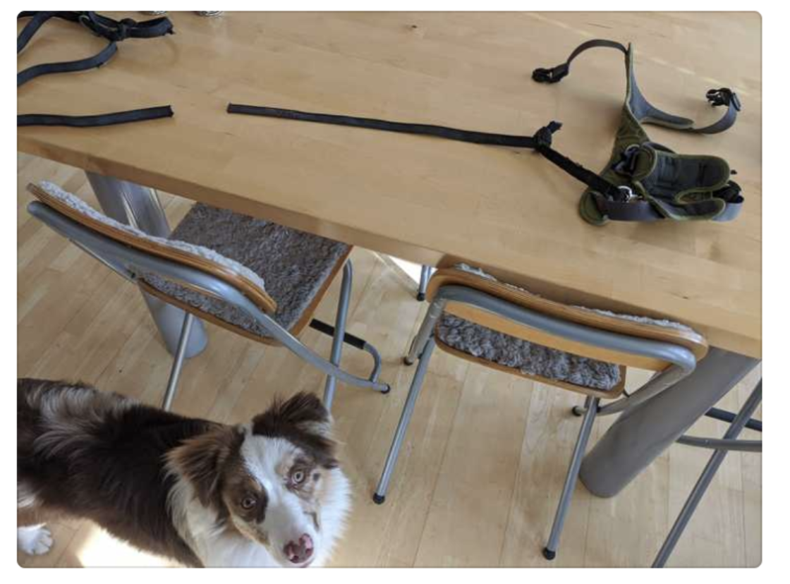 Hund med ødelagt halsbånd