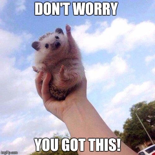 Bilde av pinnsvin med teksten Don't worry, you've got this
