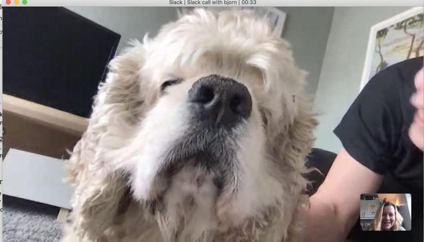 Videomøte med hund