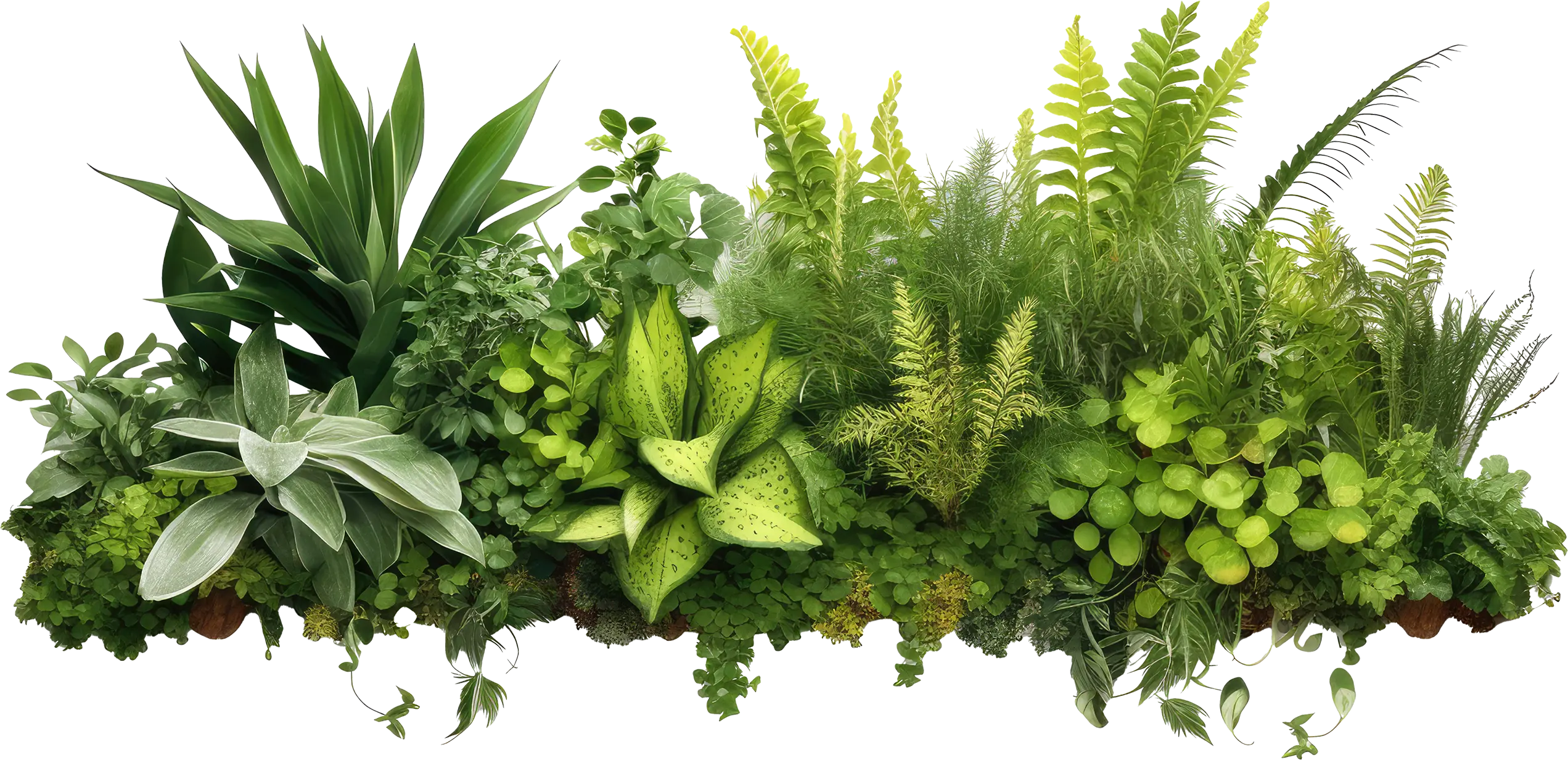A row of lush green plants and ferns.