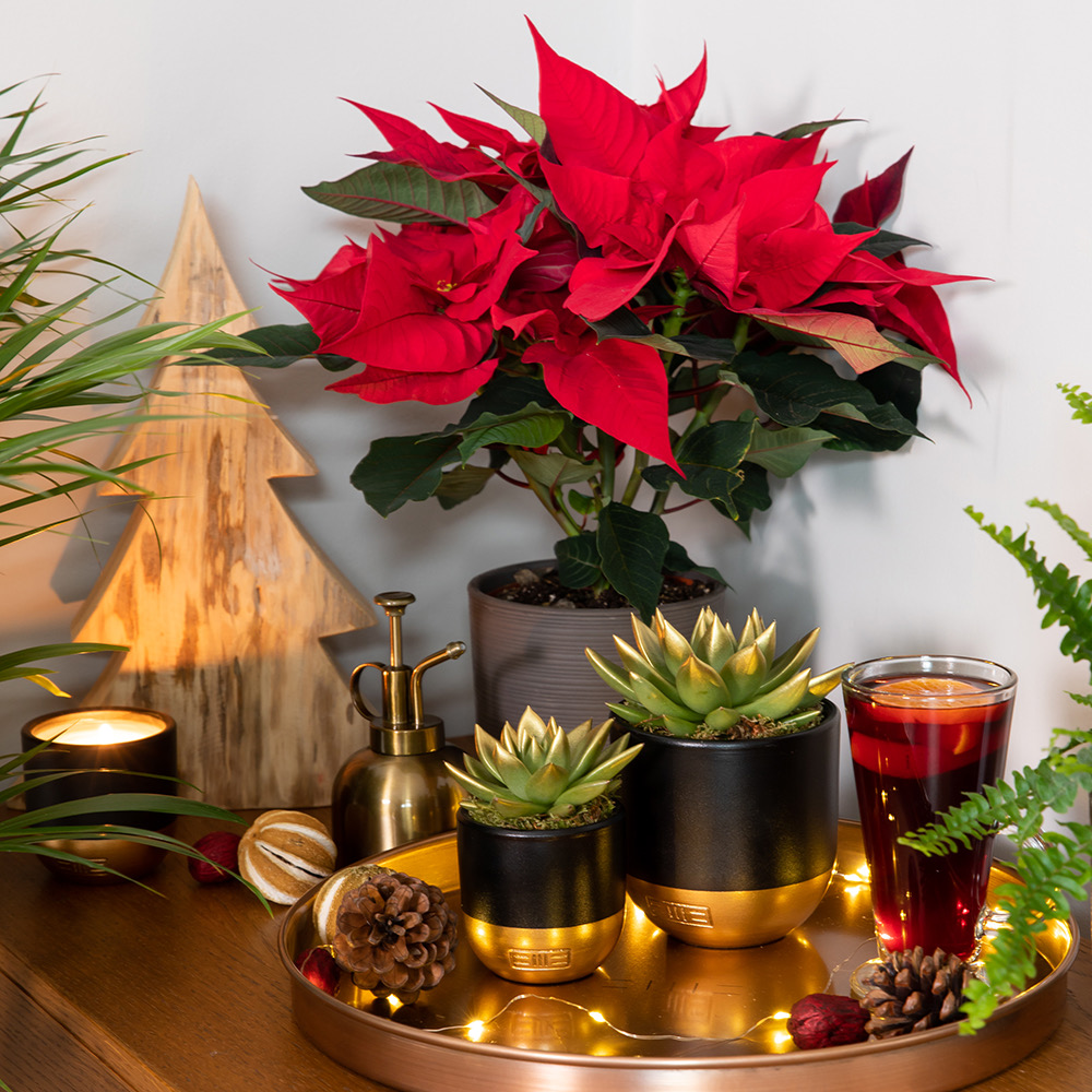 THE ULTIMATE CHRISTMAS HOUSEPLANT RANGE FROM THE LITTLE BOTANICAL - ON IN LONDON